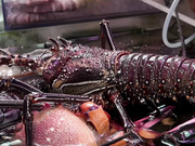 [BDD-022] 黒人青奸 竹内紗里奈 白昼被侵犯的奇迹色情身体【破解】 - 1of5