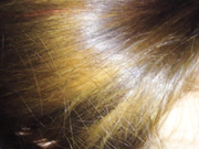 可爱的90后大奶妹子让猪头男干爹给潜规则搞上床了高清