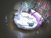 情趣房花床偷拍一对很会玩的文化人鸡巴舔雪糕各种姿势体位草不停