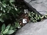 样子清纯小美女公园勾搭农民工大哥到民工宿舍玩大哥舔逼的样子好饥渴啊居然帮妹子洗脚