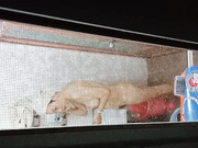 偷拍楼下美女少妇澡奶子美